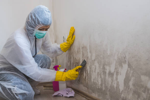 Trusted Jemison, AL Mold Remediation Experts