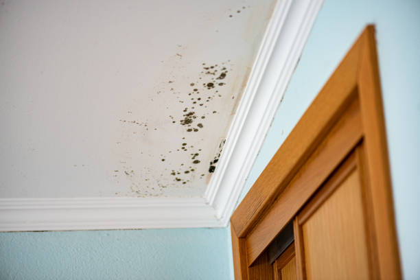 Best Residential Mold Remediation in Jemison, AL