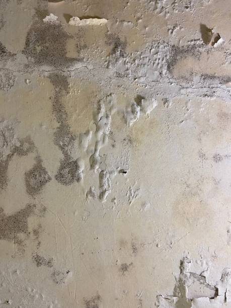 Best HVAC Mold Remediation in Jemison, AL