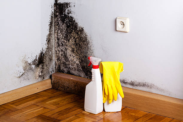 Best DIY Mold Remediation Support Services in Jemison, AL